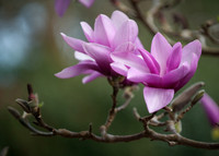 Magnolias Images