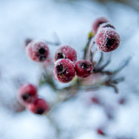 Frosty Morning Images