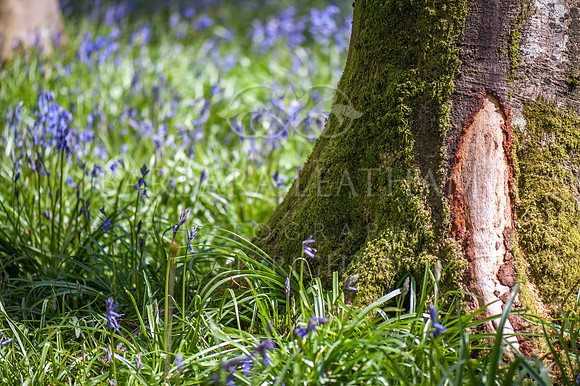 Urchfont Bluebells