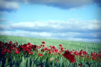 POPPIES
