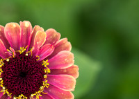 Flower Garden