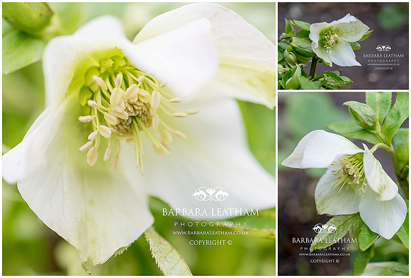 Spring 2018