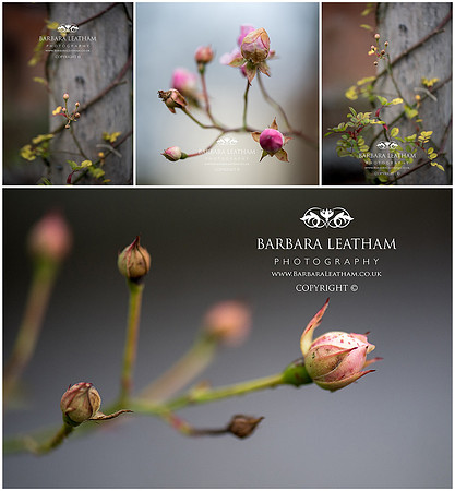 Spring 2018
