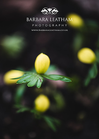 Spring 2018