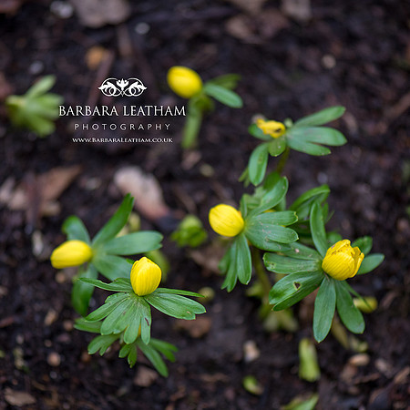 Spring 2018