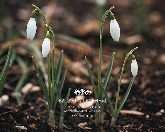 Spring 2018