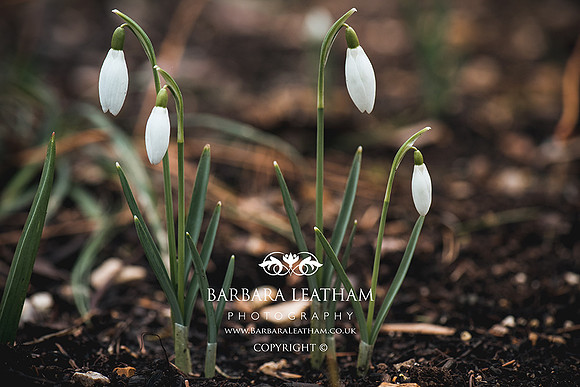 Spring 2018