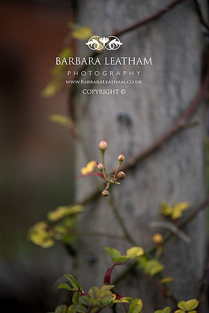 Spring 2018