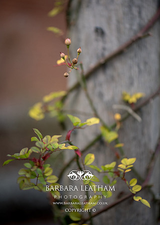 Spring 2018