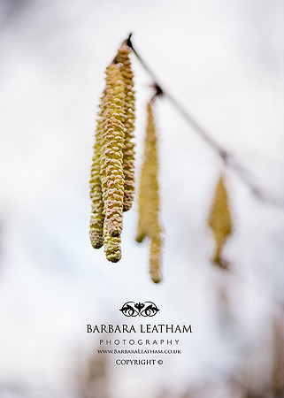 Spring 2018
