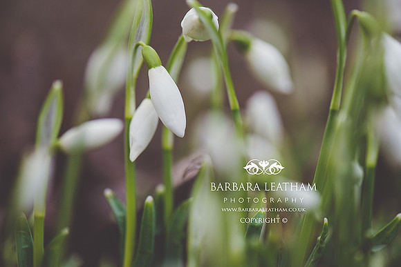Spring 2018