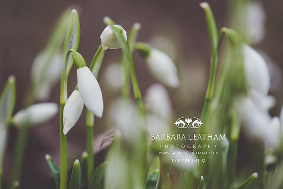 Spring 2018