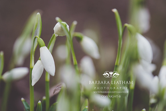 Spring 2018
