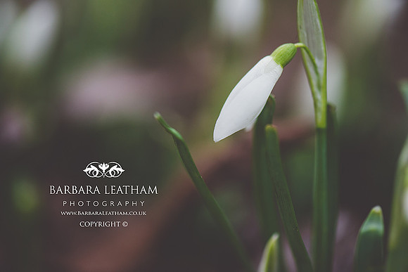 Spring 2018