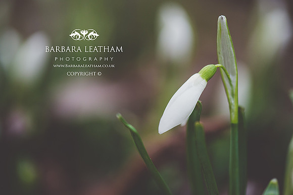 Spring 2018