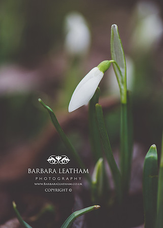 Spring 2018
