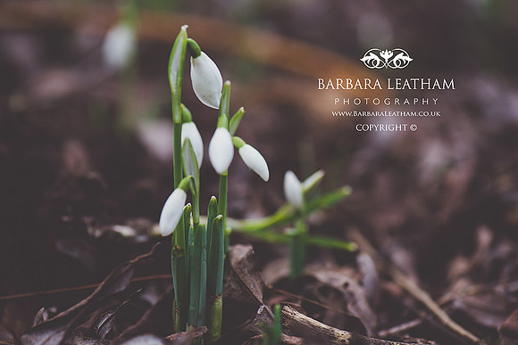Spring 2018