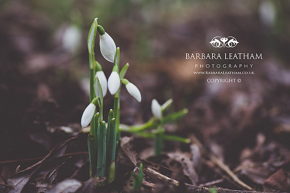 Spring 2018