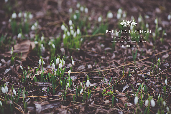 Spring 2018