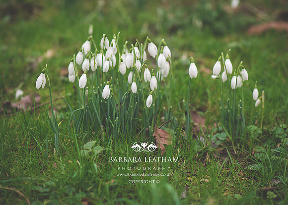 Spring 2018