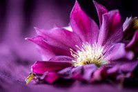 Hellebores