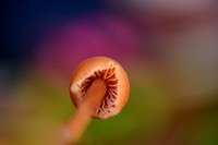 Mushrooms Toadstools